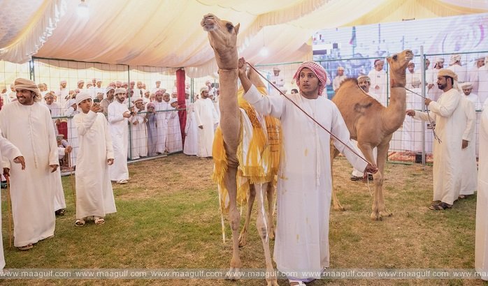 బిడియా ఒంటెల పండుగ 2023 ప్రారంభం