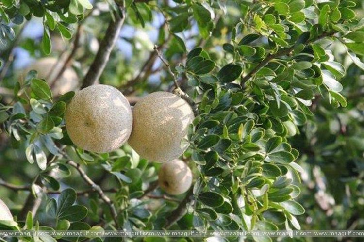 వుడ్ యాపిల్ (వెలగపండు) తో ఇన్ని ఆరోగ్య ప్రయోజనాలా?