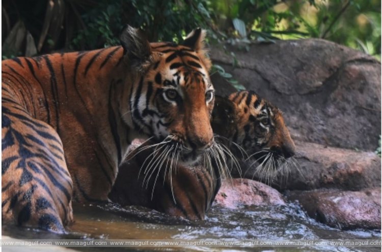 భారత్ లోనే 75 శాతం టైగర్స్