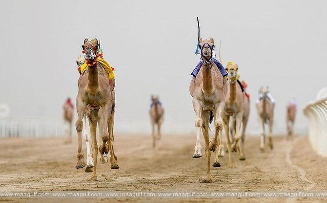 ఆగస్టు 1 నుండి క్రౌన్ ప్రిన్స్ ఒంటెల ఉత్సవం