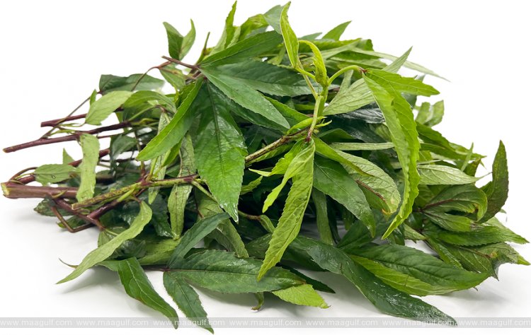 ప్రాణాంతక వ్యాధులు దూరం.! గోంగూరకు అంత శక్తి వుందా.?