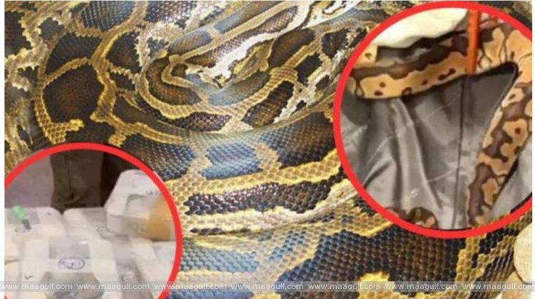 విమానంలో కొండచిలువలు తెచ్చిన ప్రయాణికుడు