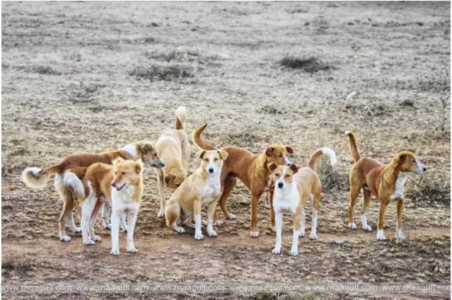 20 DMT launches campaign to manage stray dogs and promote public safety