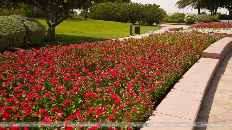 Abu Dhabi City Municipality plants over 5 million flowers