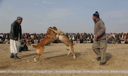 బహ్రెయిన్‌లో ‘కుక్కల ఫైట్’పై నిషేధం