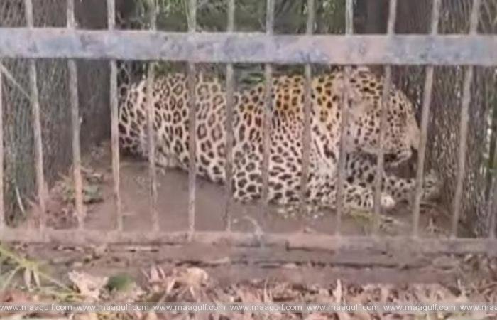 తిరుమల నడకదారిలో బోనులో చిక్కిన మరో చిరుత