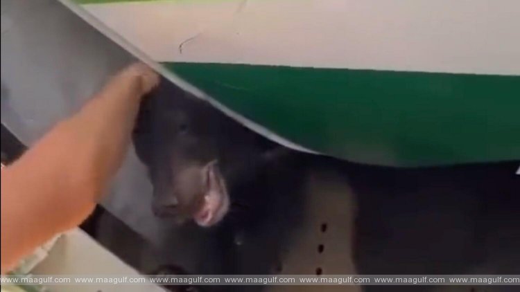 దుబాయ్‌కి విమానం నుంచి తప్పించుకున్న ఎలుగుబంటి పిల్ల..!