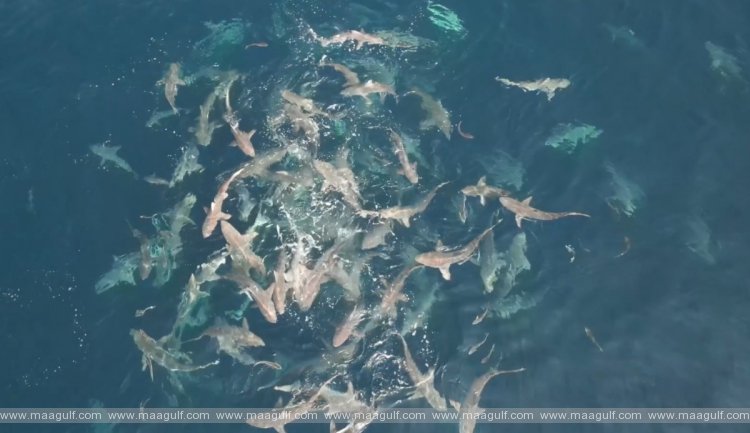 ఖతార్ జలాల్లో 50కి పైగా షార్క్ ల సంచారం