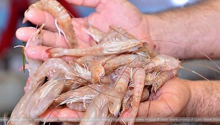 ఒమన్‌లో రొయ్యలు, చేపలు పట్టే సీజన్ ప్రారంభం