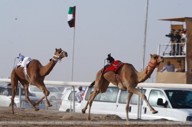 First Al Dhafra Camel Racing Festival commences in Madinat Zayed Racetrack