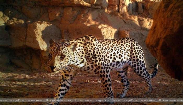 ధోఫర్‌లో 3 అరేబియా చిరుతపులుల సందడి