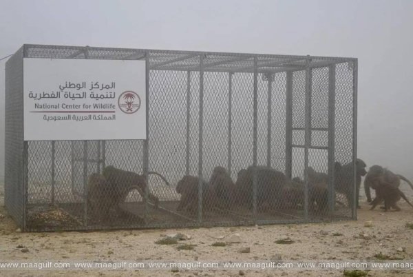 విదేశాల నుండి బబూన్‌లను వేటాడే జంతువులు.. NWC క్లారిటీ