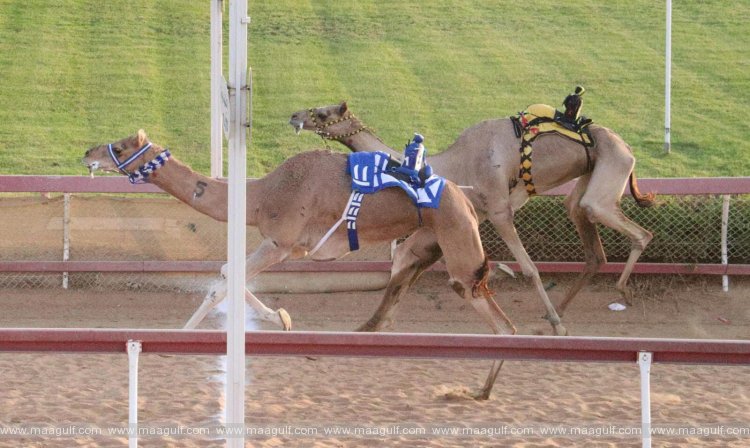 Sharjah Ruler\'s Purebred Arabian Camel Festival returns on 27 October