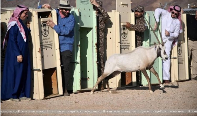 అంతరించిపోతున్న 85 జంతువులను విడుదల చేసిన ప్రిన్స్ సల్మాన్