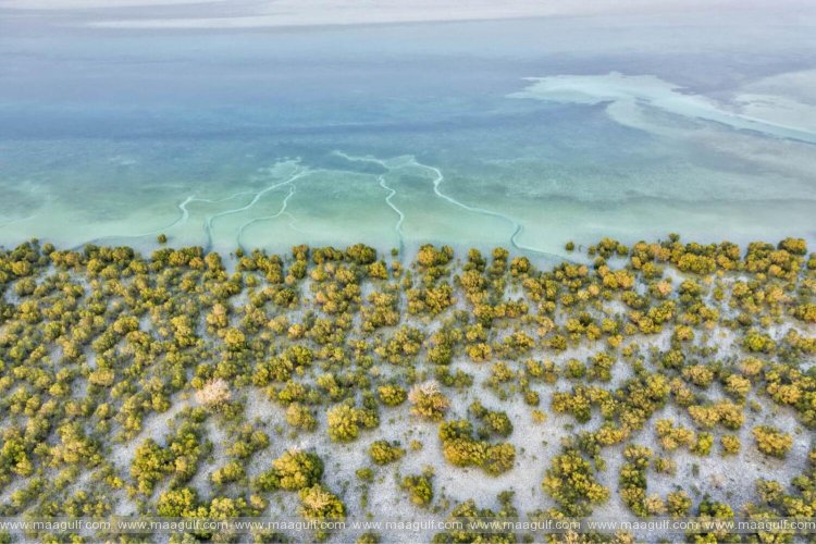 పర్యావరణ పరిరక్షణకు ఫత్వాలు జారీకి నిపుణుల డిమాండ్!
