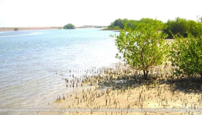 ఒమన్ బ్లూ కార్బన్ మెగా ప్రాజెక్ట్ ప్రారంభం