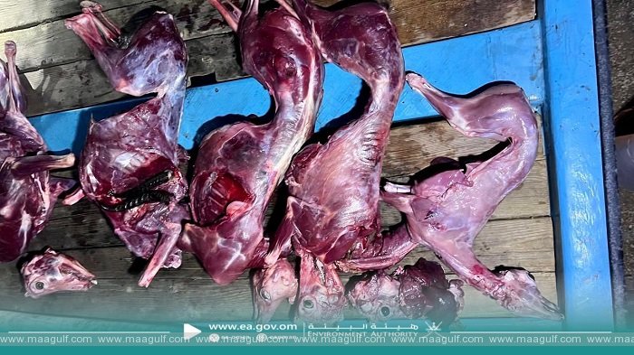 ఒమన్‌లో అరేబియా గజెల్‌ వేట.. నిందితులు అరెస్ట్