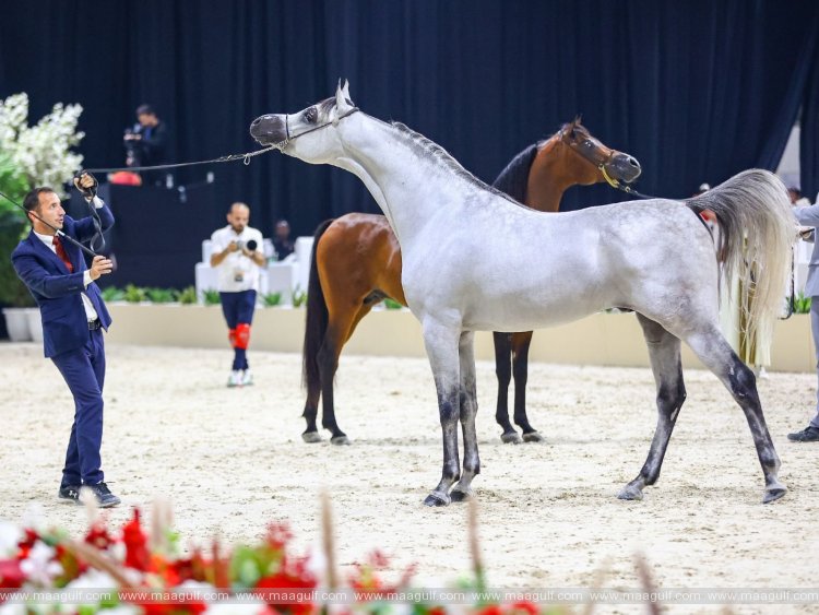 Arab Breeders Championship starts tomorrow under patronage of Mansour bin Zayed in Abu Dhabi