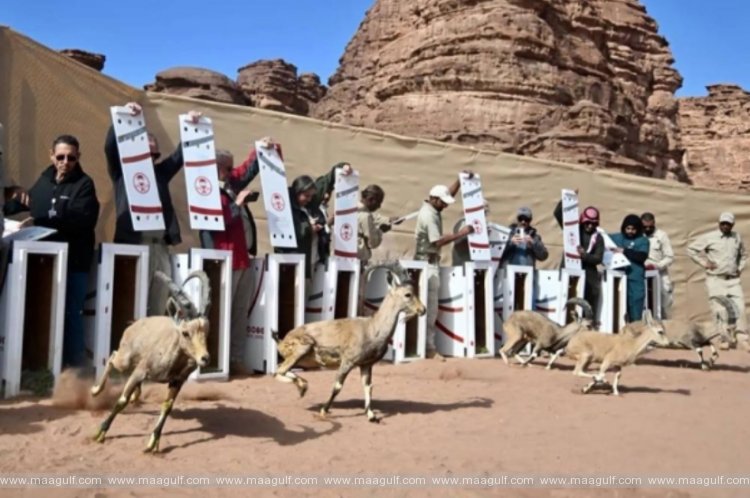 NEOM నేచర్ రిజర్వ్‌లోకి 132 స్పేసీస్ విడుదల