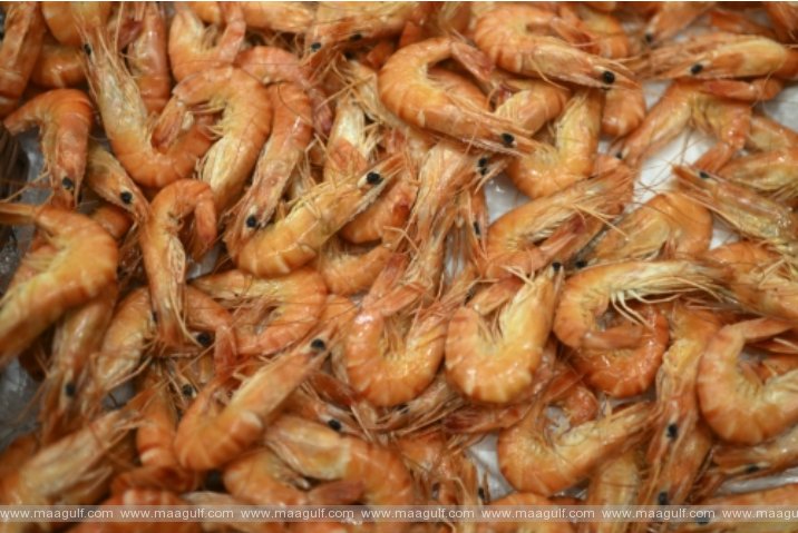 ఫిబ్రవరి 1 నుంచి బహ్రెయిన్‌లో రొయ్యలపై నిషేధం