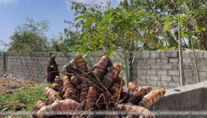 పసుపు ఉత్పత్తిలో ధోఫర్ సక్సెస్