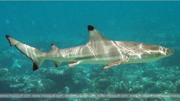 బ్లాక్‌టిప్ రీఫ్ షార్క్‌ విక్రయం.. ఇద్దరు బంగ్లాదేశీయులు అరెస్ట్