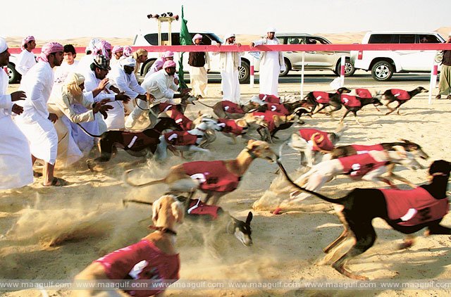 International Saluki dog show draws global crowd to Bahrain