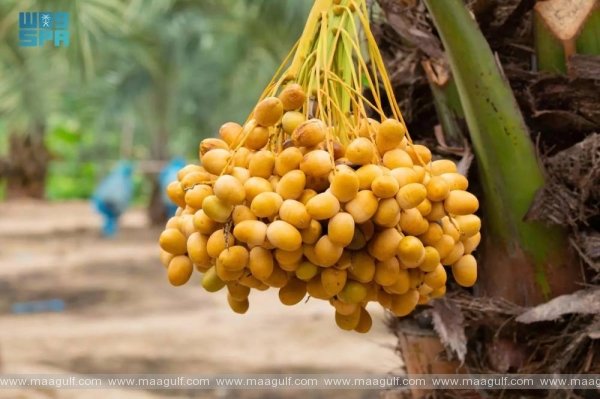 SR1.462 బిలియన్లకు చేరిన సౌదీ ఖర్జూర ఎగుమతులు