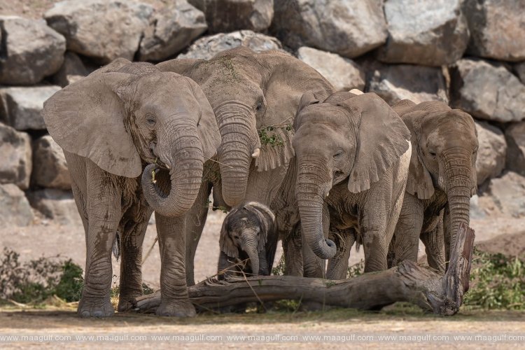 Sharjah Safari welcomes 2nd birth of an African elephant