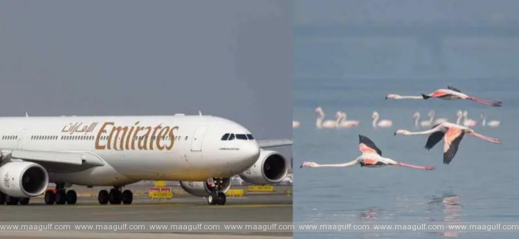 36 flamingos killed in Emirates plane crash