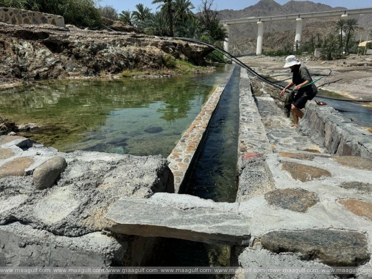 UAE: Ancient irrigation system waters 8 farms after restoration