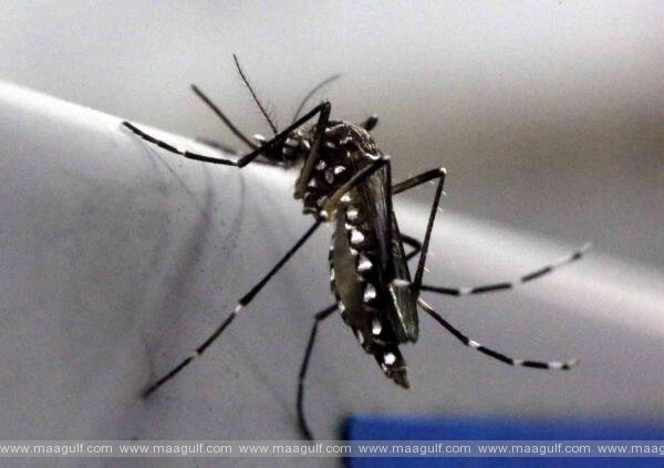 UAE: Notice more mosquitoes? Report sightings and breeding sites, residents told