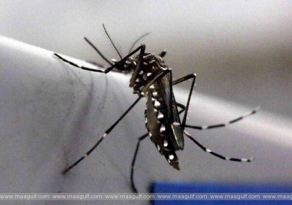 దోమలు ఎక్కువగా కనిపిస్తున్నాయా?