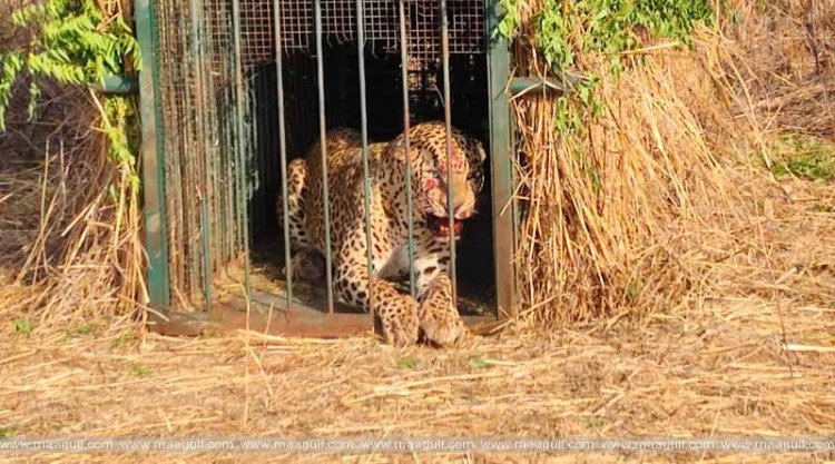 Cheetah trapped in a cage at Shamshabad Airport