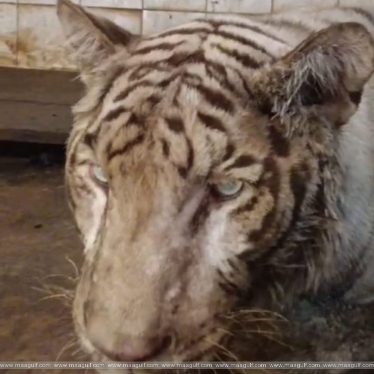 Male white tiger dies in Hyderabad Nehru Zoological Park