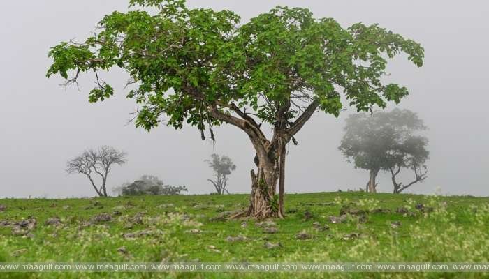 ధోఫర్ లో ప్రారంభం కానున్న పర్యాటక సీజన్..!