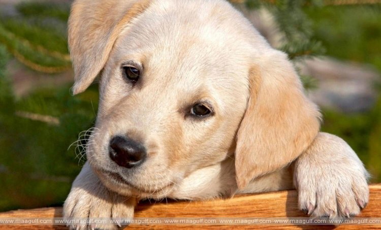 పెంపుడు జంతువుతో ప్రయాణిస్తున్నారా? అనుమతి, ప్రక్రియ, వ్యాక్సిన్‌ల వివరాలు