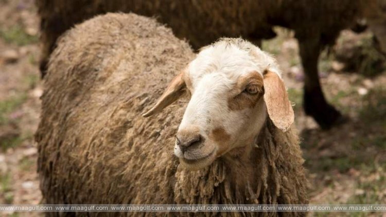 యాప్‌లలో ఈద్ అల్ అధా ఖుర్బానీ జంతువుల ముందస్తు ఆర్డర్