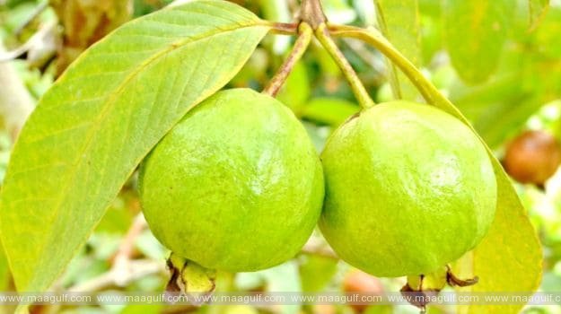 జామ కాయలే కాదు, ఆకుల్లోనూ ఔషధాలున్నాయ్ సుమీ.!