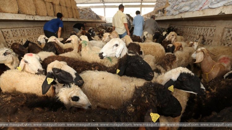ఈద్ అల్ అదా.. బలి జంతువుల ధరలు తగ్గుతాయా?