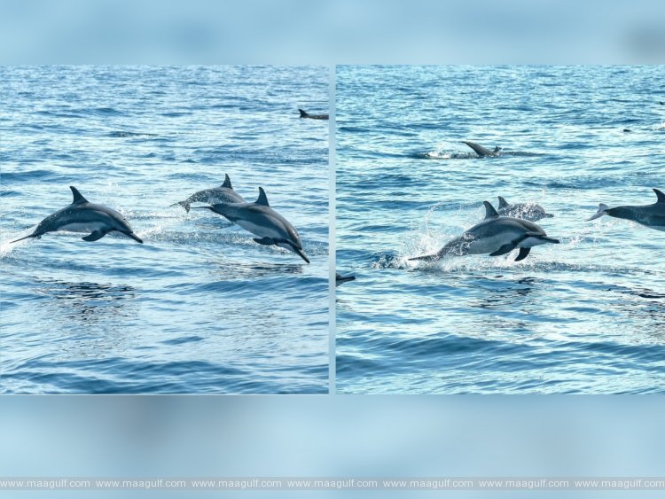 ఖతారీ ప్రాదేశిక జలాల్లో స్పిన్నర్ డాల్ఫిన్‌లు సందడి