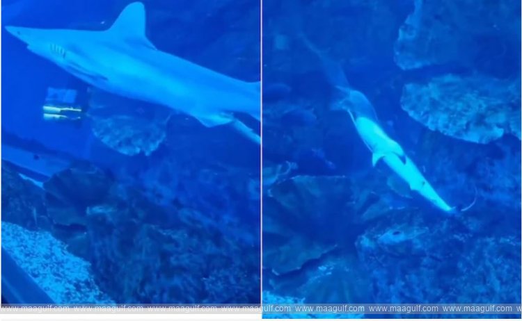 1 దుబాయ్ మాల్ అక్వేరియంలో బేబీ షార్క్ అరుదైన జననం..