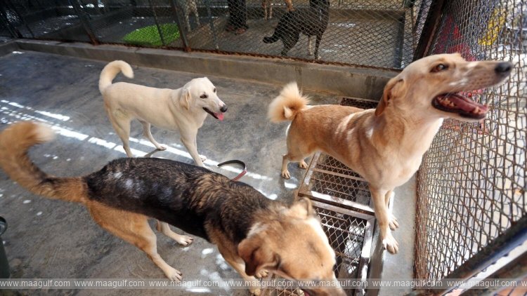 ఉమ్ అల్ క్వైన్‌లో యానిమల్స్ నియంత్రణకు కొత్త డిక్రీ