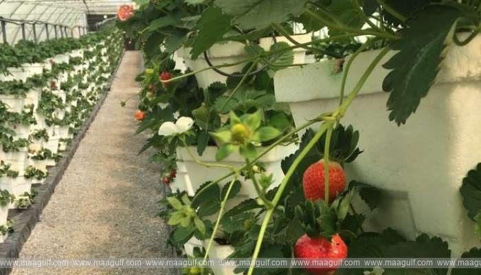 1 ఆహారోత్పత్తిలో స్వయం సమృద్ధికి ఒమన్ కృషి..!