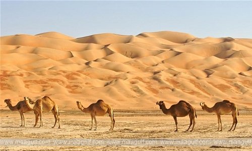 సదరన్ గవర్నరేట్ లో ఎడారి సీజన్.. క్యాంపులను తనిఖీలు చేసిన గవర్నర్..!!