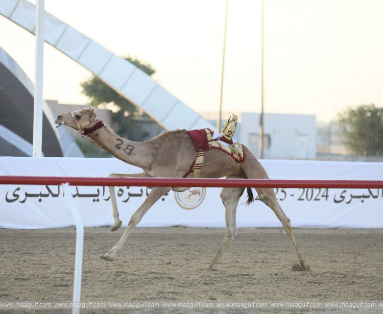Zayed Grand Camel Race 2024 commences in Al Wathba