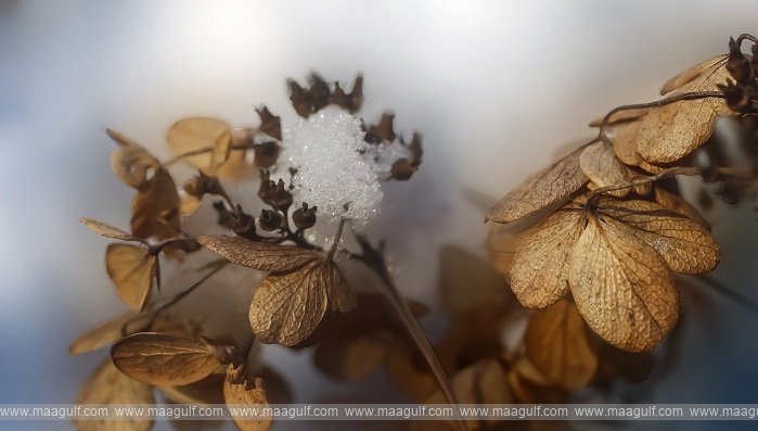 ఒమన్‌లో తగ్గుతున్న ఉష్ణోగ్రతలు..మంచుతో నిండిన శరత్ పర్వతాలు..!!