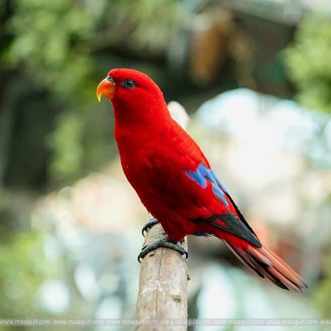 The Green Planet™ Dubai welcomes over 70 new birds and Dwarf Crocodiles to its biodome