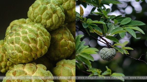 11 సీతాఫలం ఆకుల వల్ల చాలా ఉపయోగాలు ఉన్నాయి