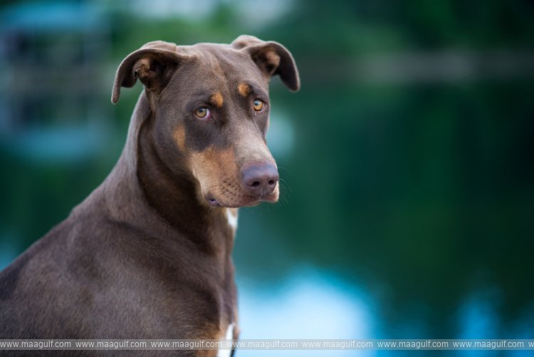 ఖతార్‌లో జంతువులు నమోదు తప్పనిసరి.. మూడేళ్ల జైలుశిక్ష..!!